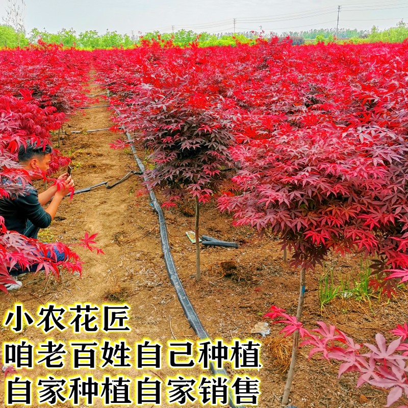 中华红枫树苗日本红舞姬三四季庭院户外盆栽绿化树小叶红室外耐寒 - 图0