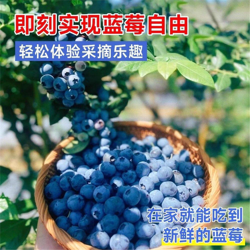 蓝莓果树苗奥尼尔薄雾f6特大果蓝莓苗盆栽南方北方种植种阳台盆栽 - 图1