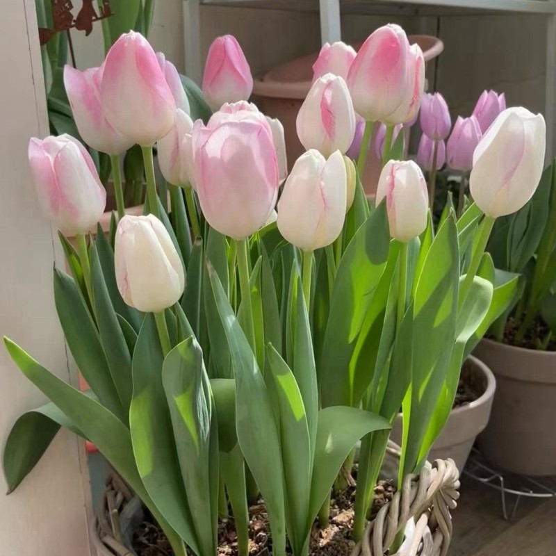 荷兰进口郁金香种球土培带芽5度球四季开花室内外阳台土培盆栽好,淘宝优惠券,粉丝福利购,淘宝优惠卷