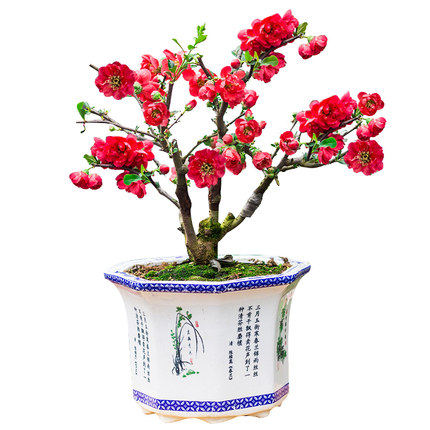 重瓣海棠花树苗盆栽盆景老桩花卉绿植物室内四季开花阳台包邮,淘宝优惠券,粉丝福利购,淘宝优惠卷