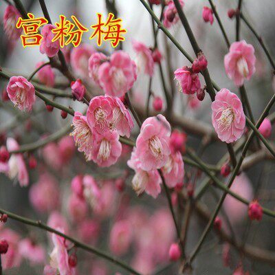 红梅树苗绿梅腊梅榆叶梅老桩耐寒植物盆景梅花树阳台盆栽庭院花卉 - 图2