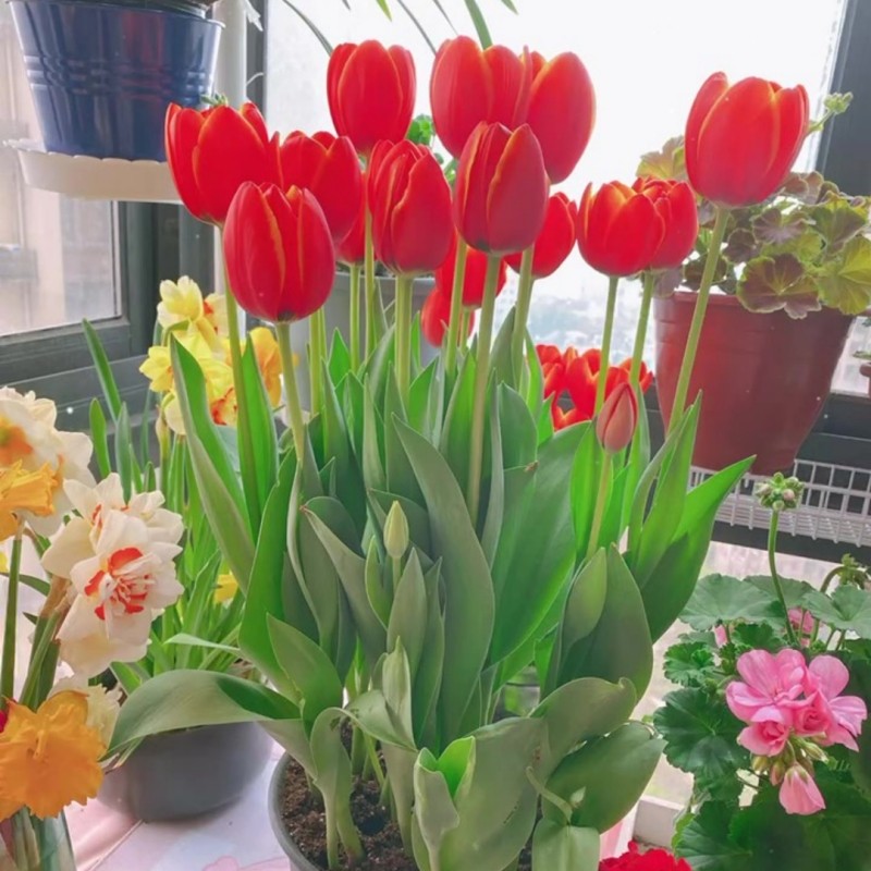 荷兰进口郁金香种球土培带芽5度球四季开花室内外阳台土培盆栽好,淘宝优惠券,粉丝福利购,淘宝优惠卷