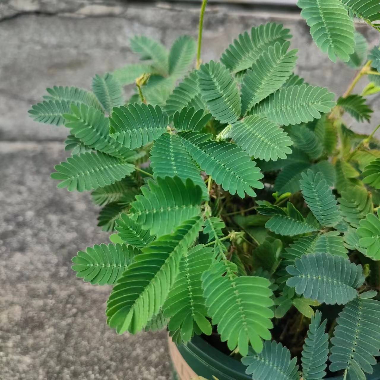 含羞草盆栽奇趣羞羞草植物阳台绿植花卉套餐四季好养观叶植物-图0