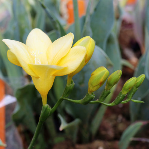 小苍兰香雪兰10颗进口种球土培多年生秋冬季耐寒种子四季芳香花卉 - 图0