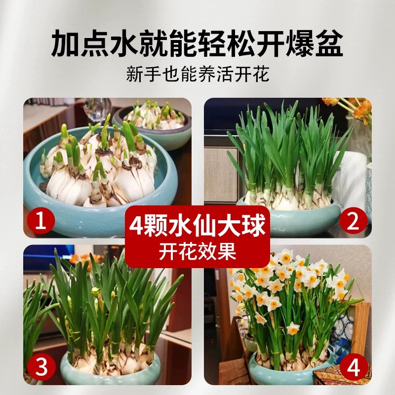 水仙花种球特大漳州重瓣水仙花水培盆栽春节开郁金香室内植物花卉,淘宝优惠券,粉丝福利购,淘宝优惠卷