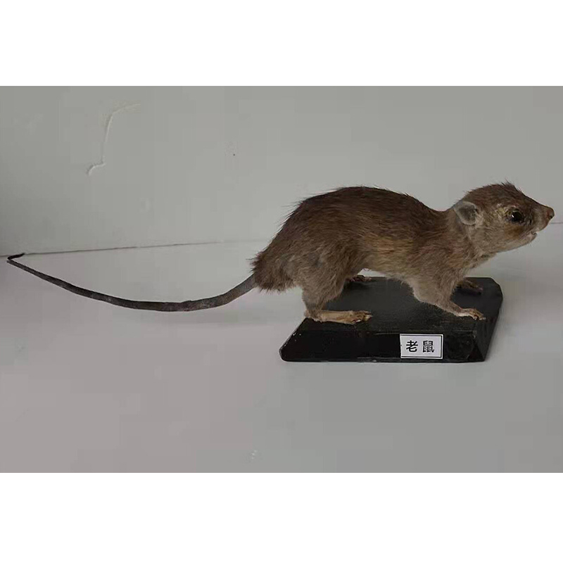 黄胸鼠褐家鼠小家鼠黑线姬鼠包埋标本老鼠剥制标本病媒生物标本-图0