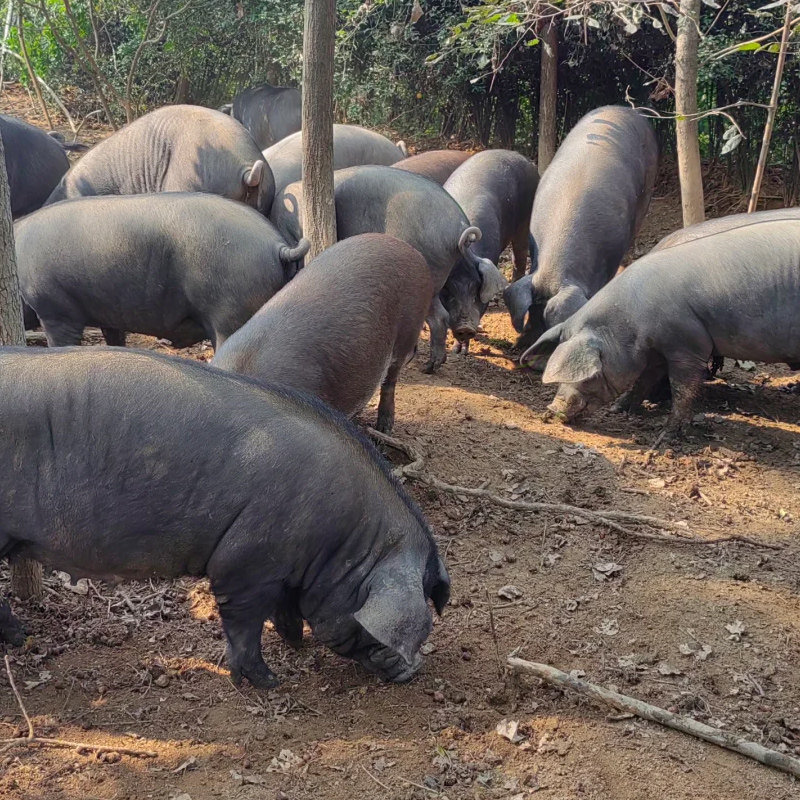 黑猪肉清水油面筋塞肉猪肉肉丸猪肉圆速冻食品下酒菜上海特产美食,淘宝优惠券,粉丝福利购,淘宝优惠卷