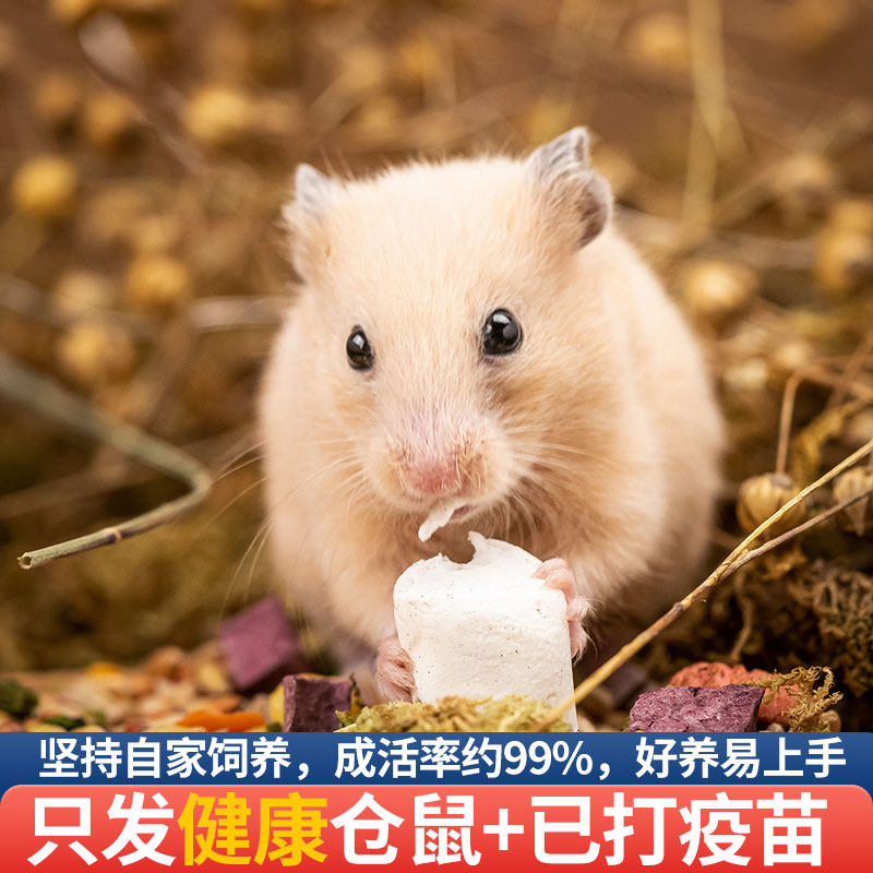 小仓鼠活物送笼子已打过疫苗银狐布丁情侣一对金丝熊活体宠物粮食,淘宝优惠券,粉丝福利购,淘宝优惠卷