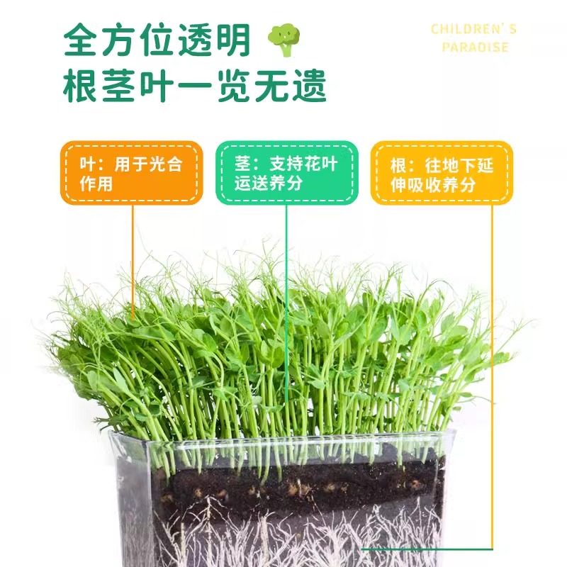 儿童观察盒种植盆小学生发芽小植物办公室桌面迷你小花盆透明加深,淘宝优惠券,粉丝福利购,淘宝优惠卷