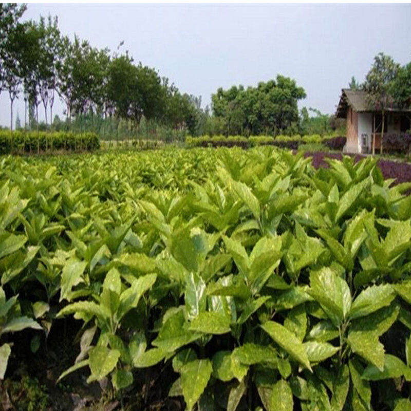 庭园别墅绿化苗木花叶珊瑚绿篱植物洒金珊瑚小苗四季常青彩色苗木 - 图1