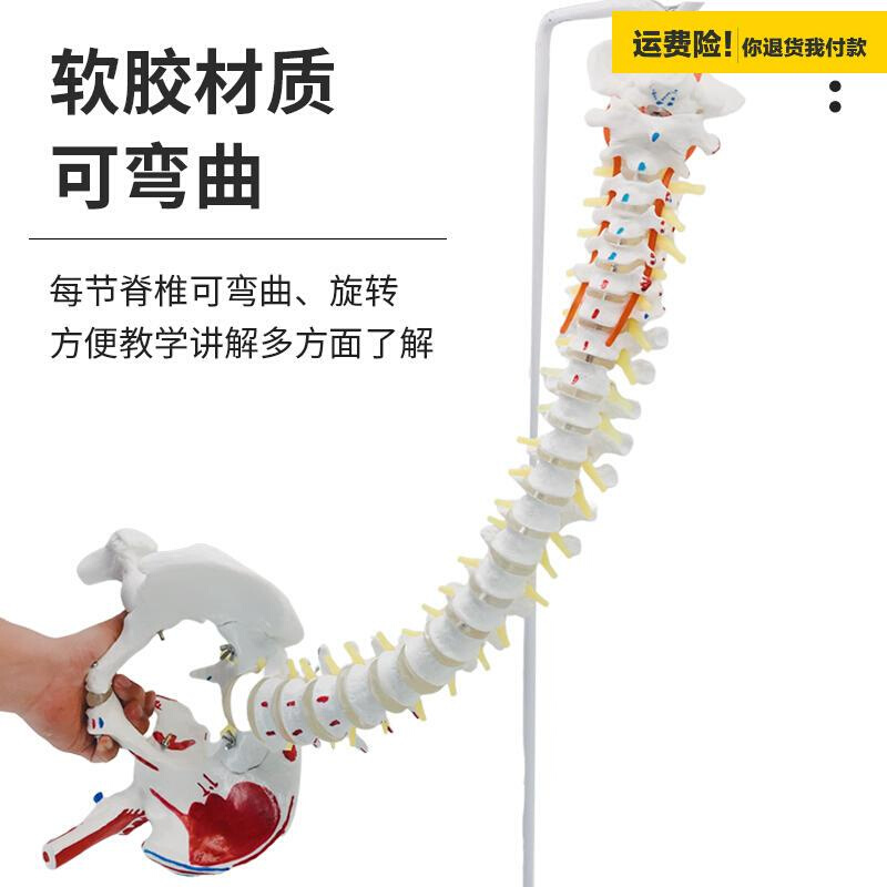 8.5cm人体脊柱模型医学正骨练习骨骼模型颈椎腰椎脊椎骨架模 - 图1