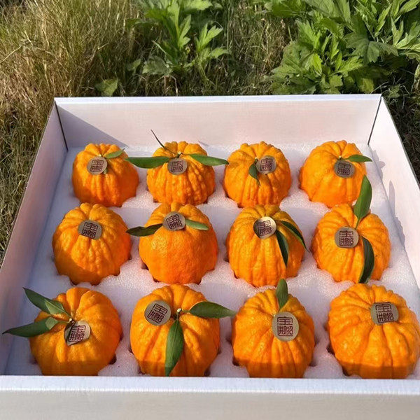 【顺丰礼盒】新鲜南瓜柑橘灯笼柑发财柑橘当季新鲜水果沙糖桔子,淘宝优惠券,粉丝福利购,淘宝优惠卷