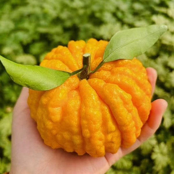 【顺丰礼盒】新鲜南瓜柑橘灯笼柑发财柑橘当季新鲜水果沙糖桔子,淘宝优惠券,粉丝福利购,淘宝优惠卷