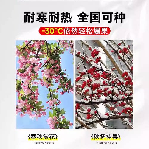 北美海棠树苗西府垂丝四季种植盆栽易活冬季耐寒花卉绿植庭院大树 - 图3