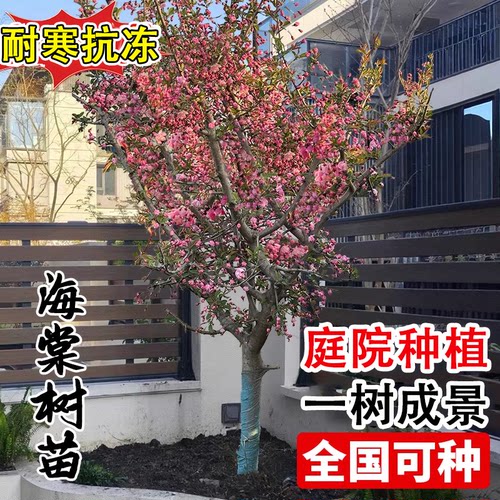北美海棠树苗西府垂丝四季种植盆栽易活冬季耐寒花卉绿植庭院大树 - 图0