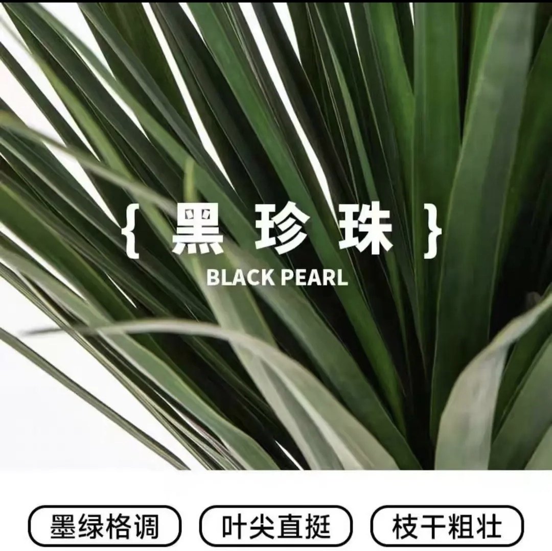 独杆黑珍珠龙血树阳台办公室旺宅多头绿植客厅盆景庭院大型盆栽,淘宝优惠券,粉丝福利购,淘宝优惠卷