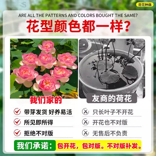 观赏荷花藕种盆栽水养食用莲花苗睡莲碗莲种籽子水培池塘花卉植物 - 图1