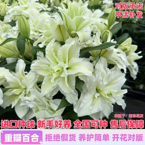 进口重瓣香水百合种球大花室内室外阳台盆栽庭院地栽观花植物花卉 - 图1