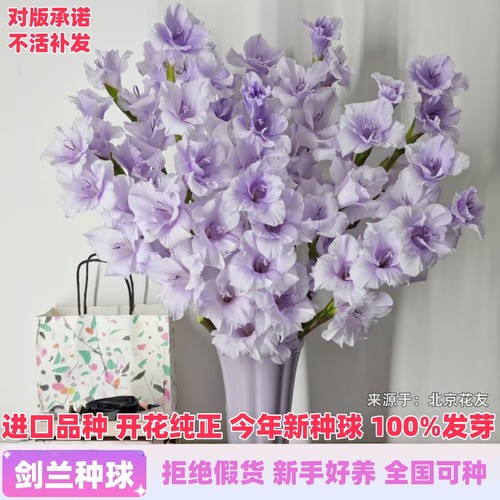 进口剑兰种球唐菖蒲花苗多年生四季种植盆栽地栽切花卉球根绿植物 - 图1