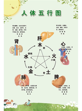 中医养生馆五行图解挂图挂画定制 人体五行五脏相生相克海报贴图