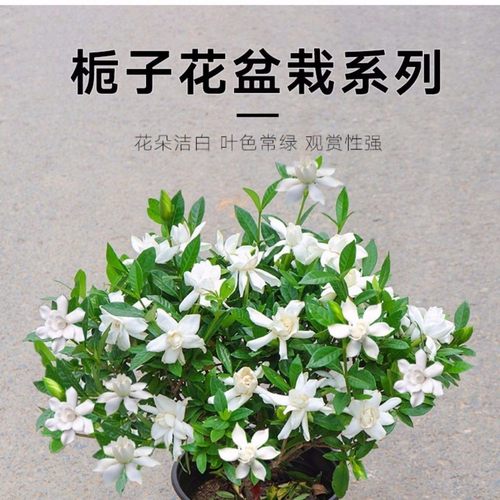 栀枝花雀舌小叶独杆栀子花四季好养绿植花卉盆栽室内多季开花植物 - 图3