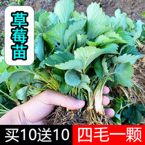 Strawberry Seedlings Strawberry Miao Cream Grass Plum Winter Season Red Colorful Potted Fruit Trees Slim to raise naked roots New Miao Miao