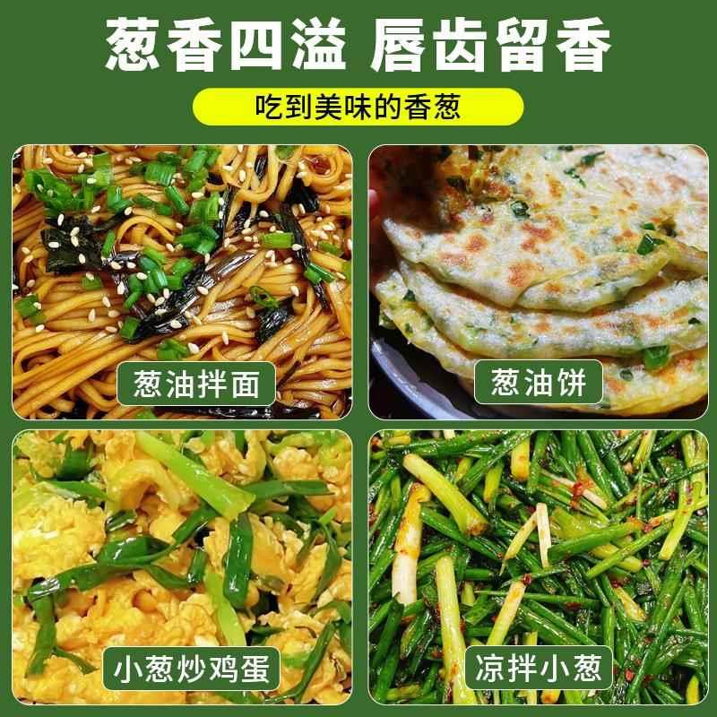 正宗红葱头带根秧苗阳台菜苗盆栽本地小香葱四季葱苗种植蔬菜种子 - 图2