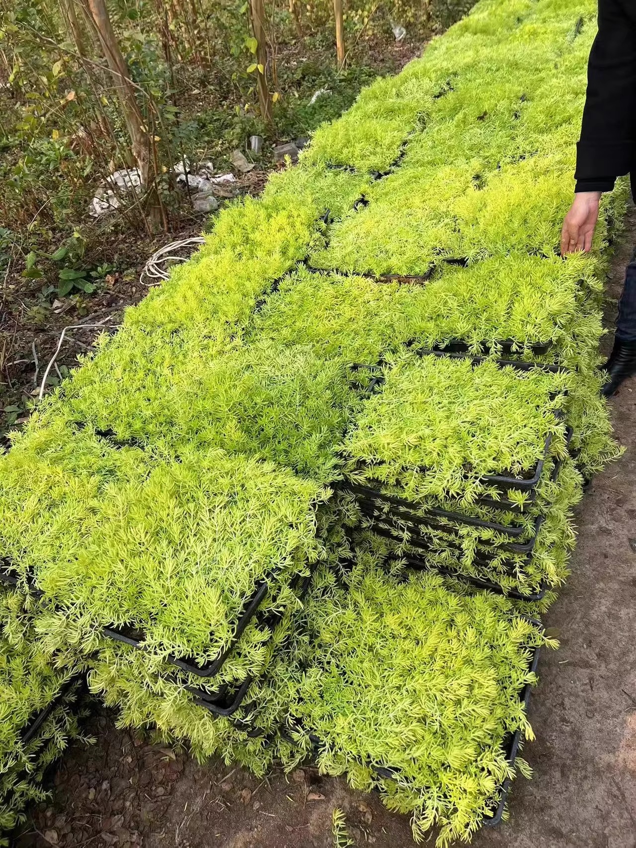 佛甲草草皮黄金金叶过路黄万年草中华景天佛甲草苗屋顶绿化坪植物 - 图2