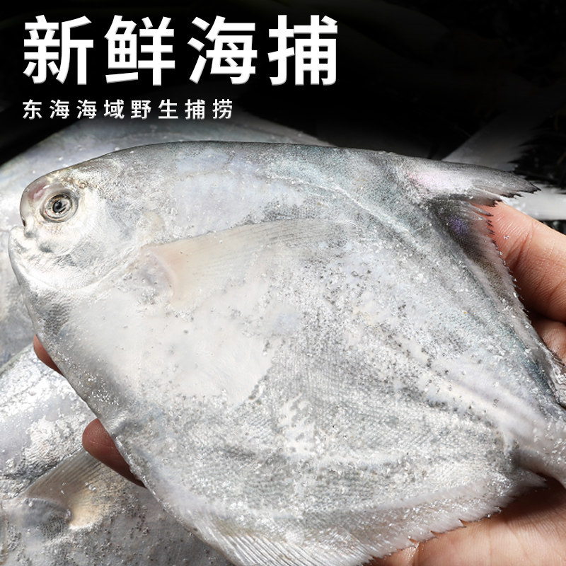 特大银鲳鱼新鲜冷冻舟山海捕野生白鲳鱼鲜活海鲜水产鲳鳊鱼昌鱼,淘宝优惠券,粉丝福利购,淘宝优惠卷