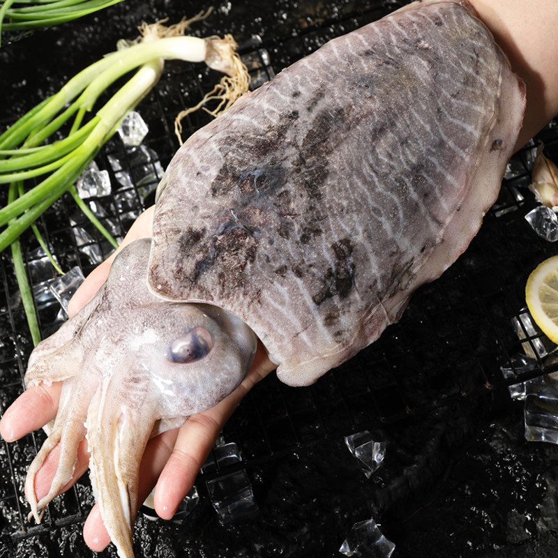 新鲜墨鱼鲜活大墨鱼舟山海捕特大乌贼鲜活冷冻大目鱼海鲜非墨鱼仔,淘宝优惠券,粉丝福利购,淘宝优惠卷