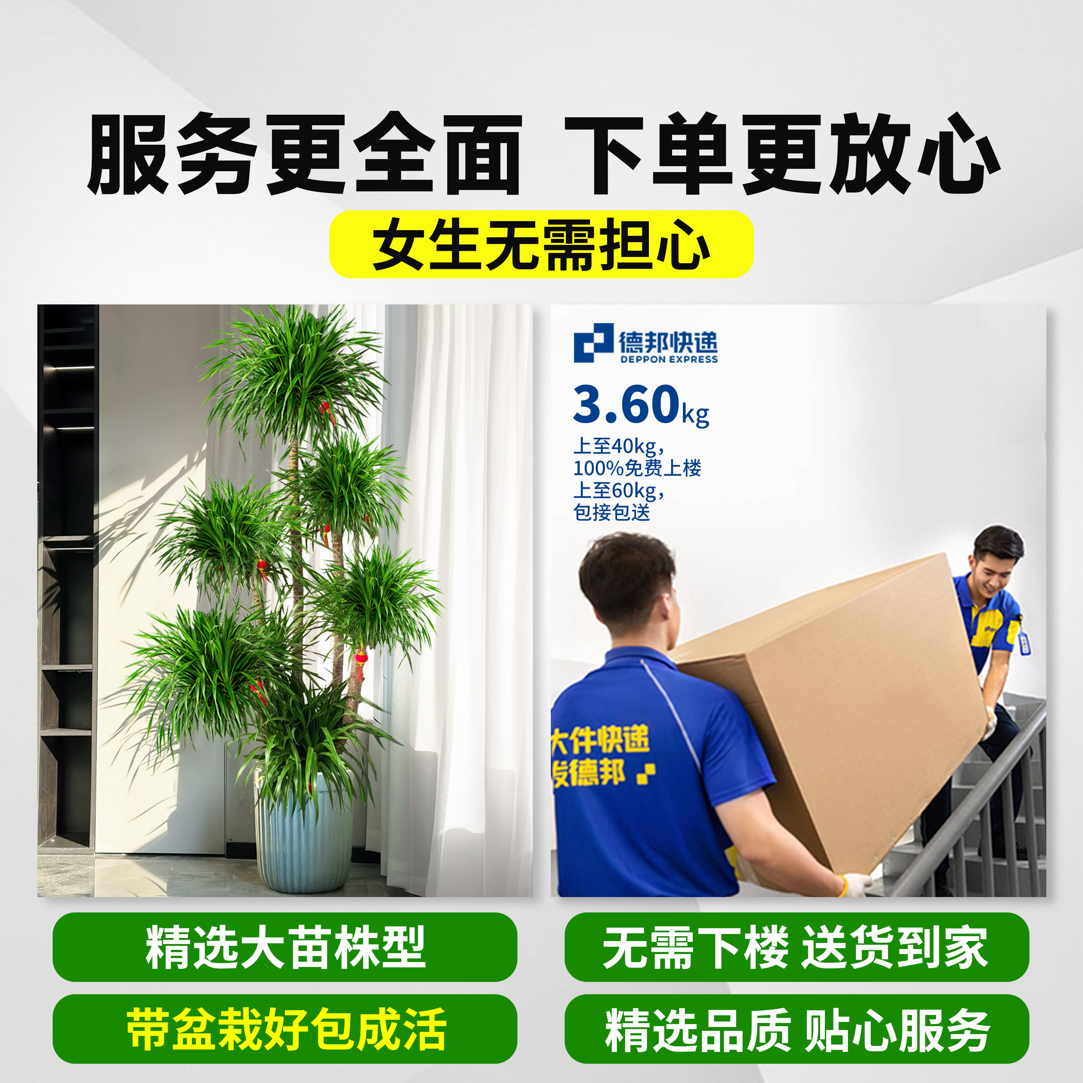 龙血树客厅旺宅绿植大龙血树造型盆裁室内办公室净化空气好养植物