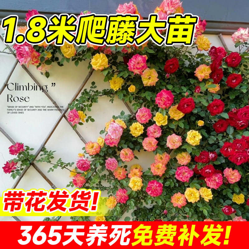 藤彩虹藤本月季花苗蔷薇爬藤植物四季开花卉庭院玫瑰爬墙绿植盆栽,淘宝优惠券,粉丝福利购,淘宝优惠卷