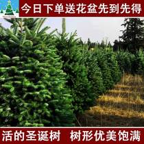 Live Christmas Tree True Tree Home Big Small Indoor Outer Norbespine Naked Tree 2023 New Christmas Decorations