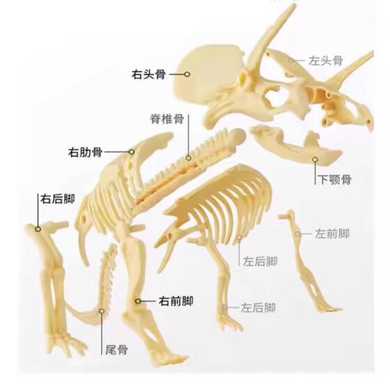 2nd Grade Science Dinosaur Fossil Archaeological Digging Toy