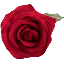 222 flowers in a flower