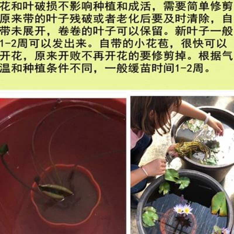 水生植物南京艺莲苑中大型耐寒睡莲佛罗里达根块苗淡黄色 - 图1