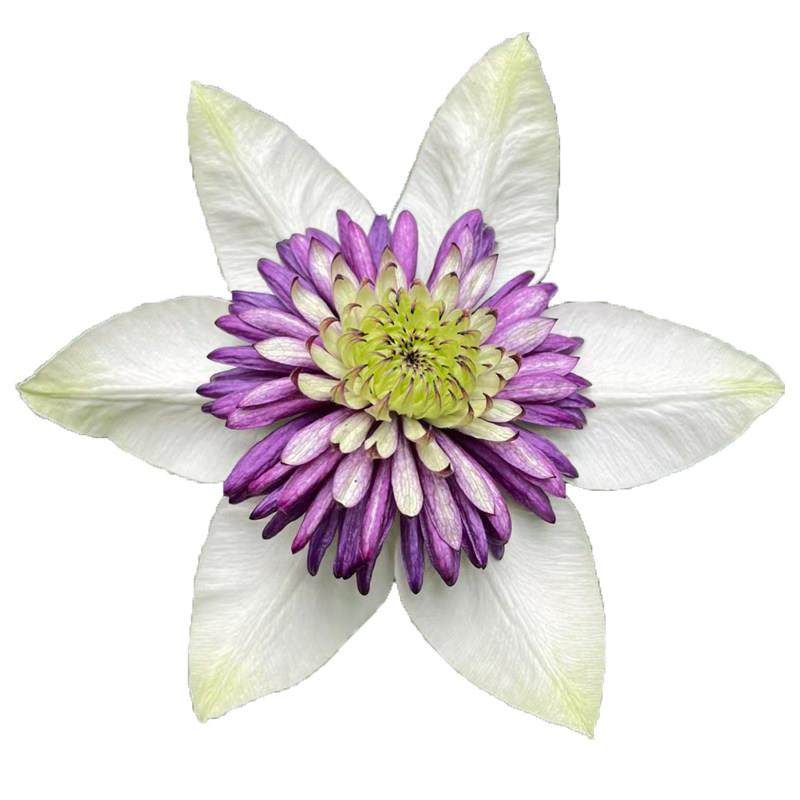 新幻紫弗罗里达铁线莲花苗盆栽阳台庭院耐寒爬藤花卉多季藤蔓植物,淘宝优惠券,粉丝福利购,淘宝优惠卷