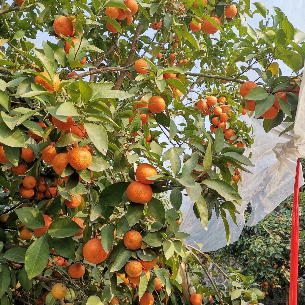 广西砂糖橘9斤沙糖桔新鲜水果橘子年货橘子当季桔子蜜桔5,淘宝优惠券,粉丝福利购,淘宝优惠卷