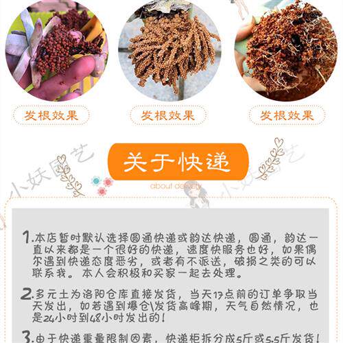 桃小妖球球土多元土活力土多肉种植铺面纯颗粒发根多元素营养拌土 - 图0