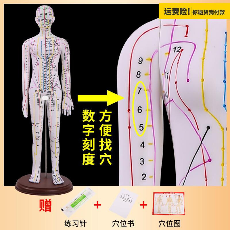 5.2cm62cm中医针灸穴位人体模型十二经络图全白人体穴位模型 - 图0