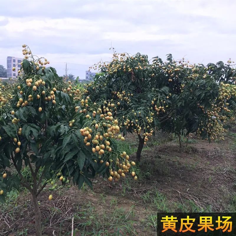 【现货】茂名鸡心黄皮果新鲜现摘酸甜黄皮果当季孕妇开胃水果整箱-图1