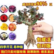 (Planted in Four Seasons) Intense Aroma Type Four Seasons Flowering Noble Rose Flowers FLOWERS INDOOR APPEARANCE FLOWERS MOON SEASON