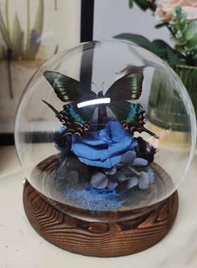 绿带翠凤真蝴蝶标本艺术玻璃罩摆件手工生日礼物情人节送男生玫瑰