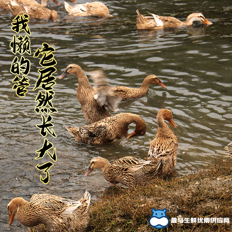 Yunling Freshly Killed Two Year Old Duck Shelduck Fresh