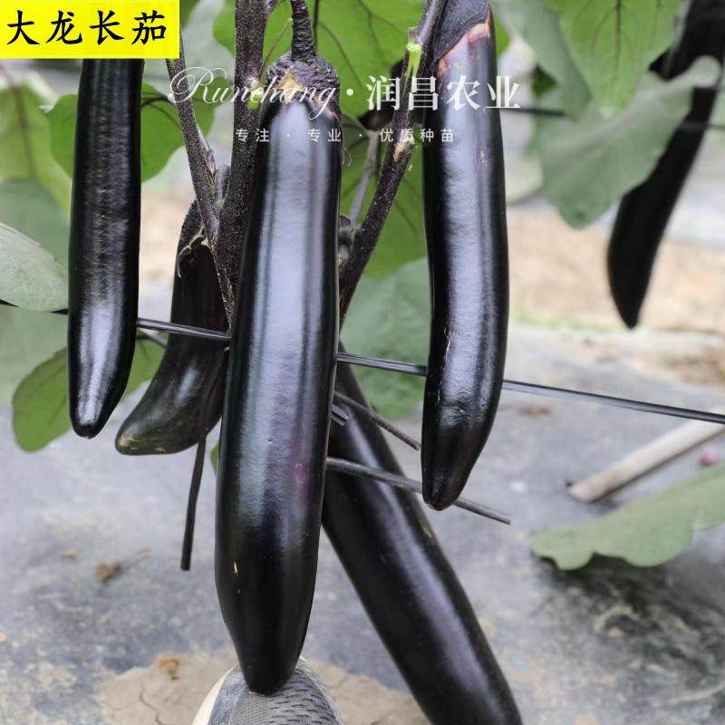 杭茄一号线茄紫红长茄子秧苗蔬菜苗带土四季盆栽杭州红茄农家田园,淘宝优惠券,粉丝福利购,淘宝优惠卷
