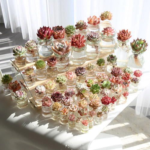 精品迷你多肉植物桌面摆件水培玻璃花卉绿植清新空气治愈解压可爱 - 图1