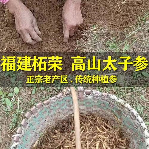 柘荣太子参500克包邮野生中药材煲汤儿童成长福建太子参产地直供 - 图1