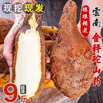 Yunnan Golden Libra Weight Yam 5 Catty Authentic fresh Lingzhi Non-iron rods Huaishan Huai Mountain Yoo sheet Sticks Small White Mouth Powder Glutinous 9