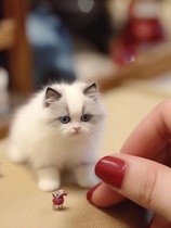 Khaki Mibu Puppets Cat Young Cat Pure Breeds Sea Double Blue Double Kittens Cubs Live Long Hair Fairy Cat Living Things Pet Cat