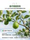 Esserre ອິຕາລີນໍາເຂົ້າ cholesterol balancing bergamot ສານສະກັດຈາກຫມາກໄມ້ທັງຫມົດ